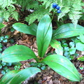 Bluebead Lily fruit