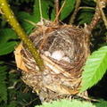 Black-throated Blue Warbler nest