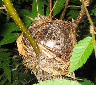 Black-throated Blue Warbler nest