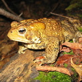 American Toad - Bufo americanus.JPG