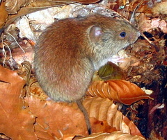 "Clethrionomys gapperi, red-backed vole"