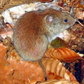 "Clethrionomys gapperi, red-backed vole"