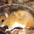 "Napaeozapus insignis, woodland jumping mouse"