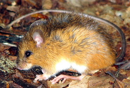 "Napaeozapus insignis, woodland jumping mouse"
