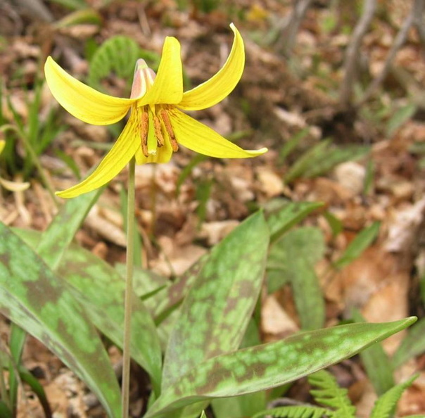 Trout Lily - Erythronium americanum.JPG