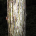 Striped Maple trunk