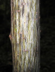 Striped Maple trunk