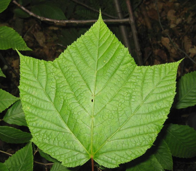 Striped Maple leaf.JPG