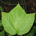 Striped Maple leaf