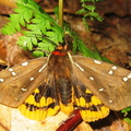 St. Lawrence Tiger Moth.JPG