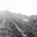 Digging potatoes near HBEF sandboxes