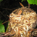 Black-throated Blue Warbler nest.JPG