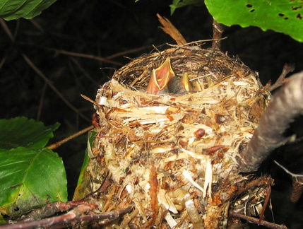 Black-throated Blue Warbler nest - Dendroica caerulescens