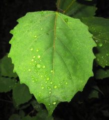 Bigtooth Aspen leaf
