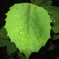 Bigtooth Aspen leaf