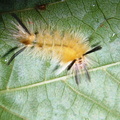 Banded Tussock Moth.JPG