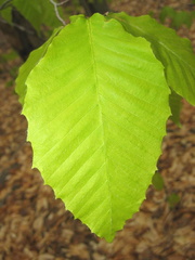 American Beech leaf
