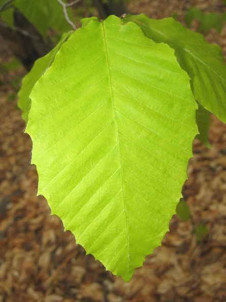 American Beech leaf.JPG