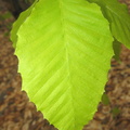 American Beech leaf