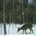 Deer cam HB 2014