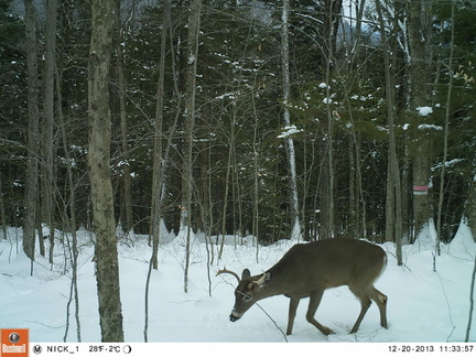 Deer cam HB 2014