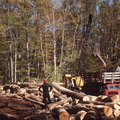 Watershed 4 logging
