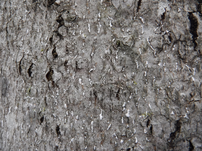 Beech Scale Insect Infestation.JPG