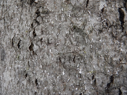 Beech Scale Insect Infestation