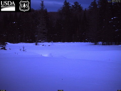 Moose in deep snow