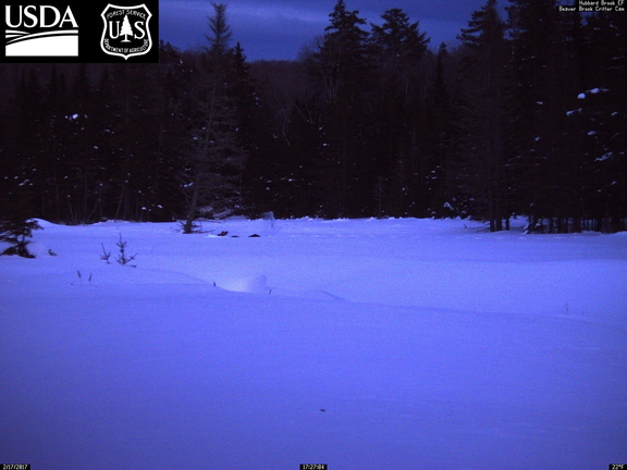 Moose in deep snow
