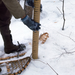 Longterm Snow Studies